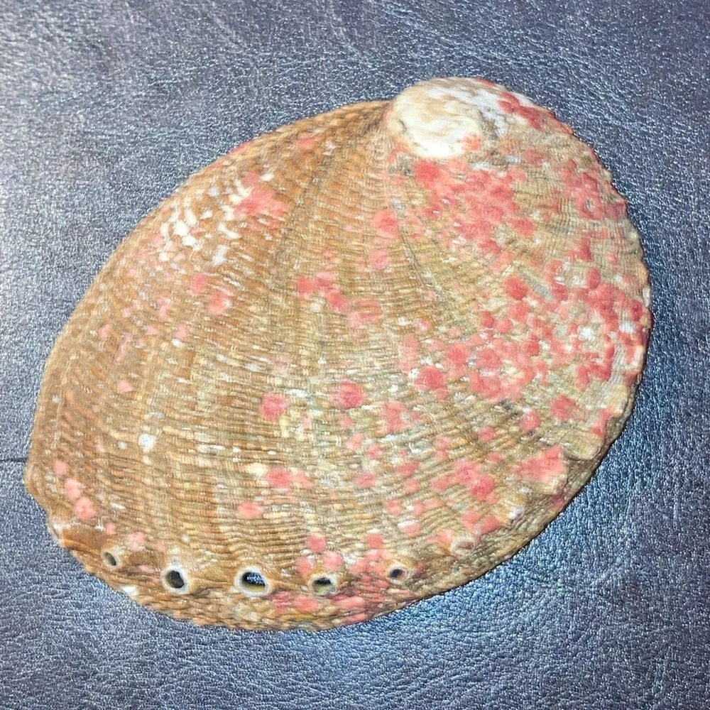 Abalone Shell - Picture 3 of 3